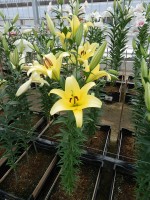 [4151 Yelloween NES No01.JPG]